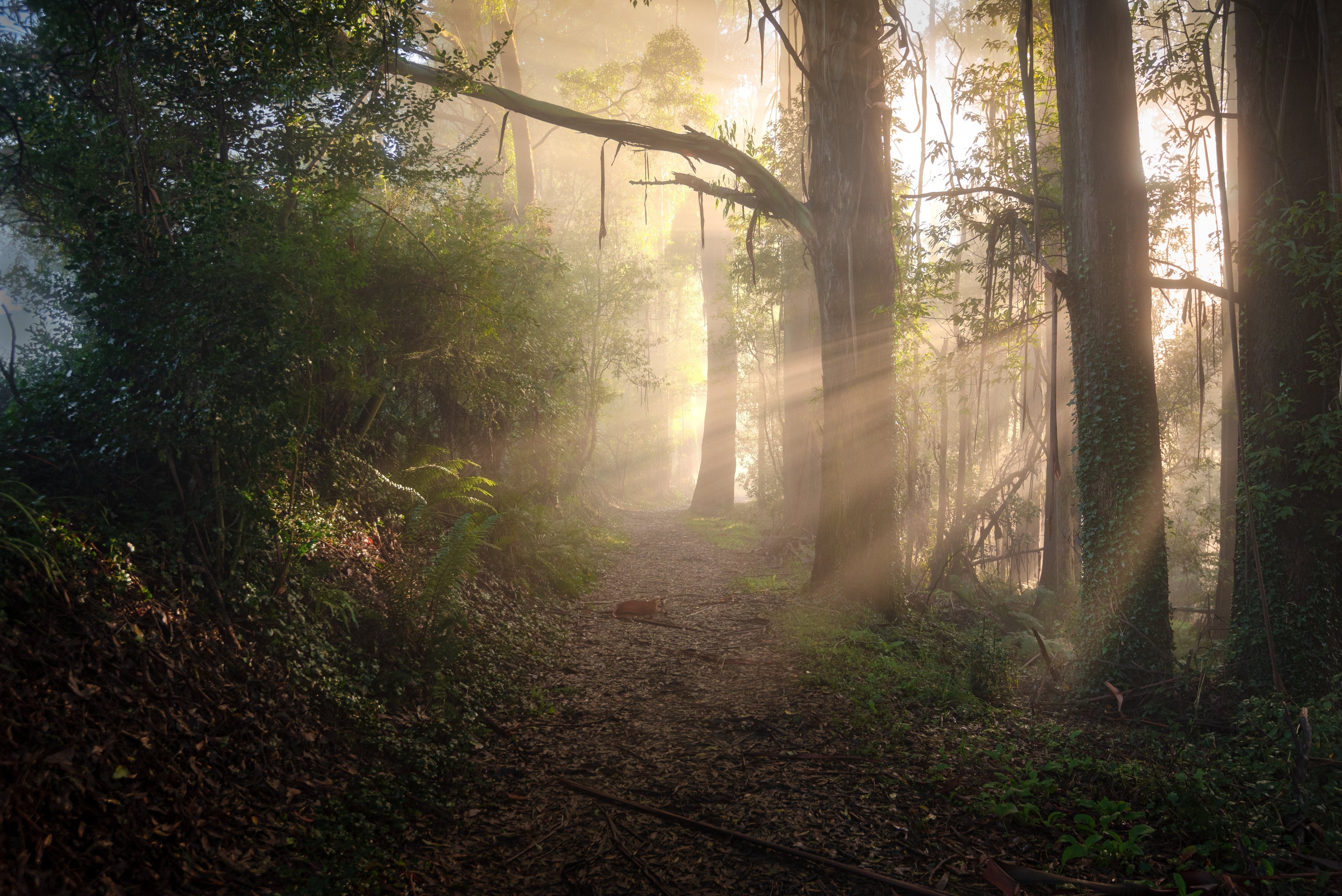 A Photographer’s Guide to the Dandenong Ranges