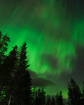 Auroral Forest