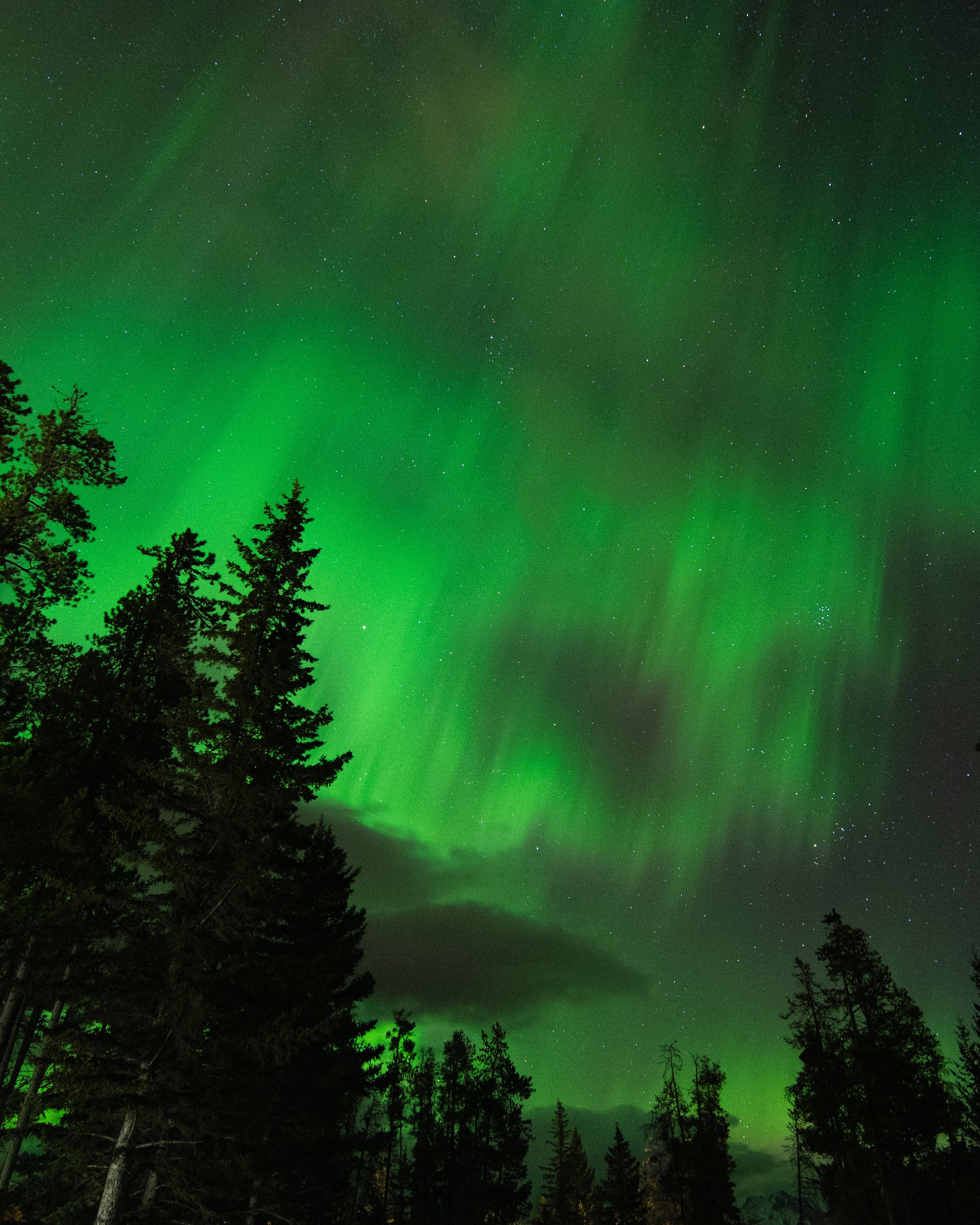 Auroral Forest