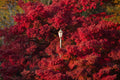 Autumn Burst