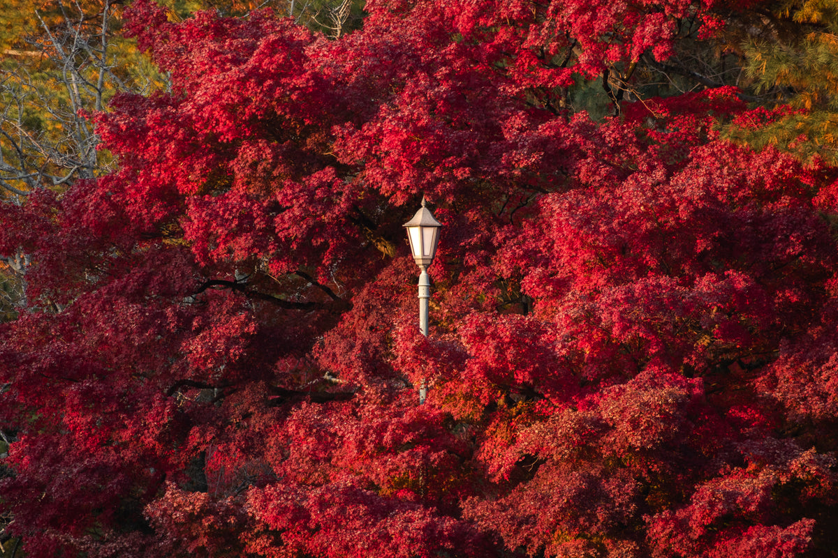 Autumn Burst
