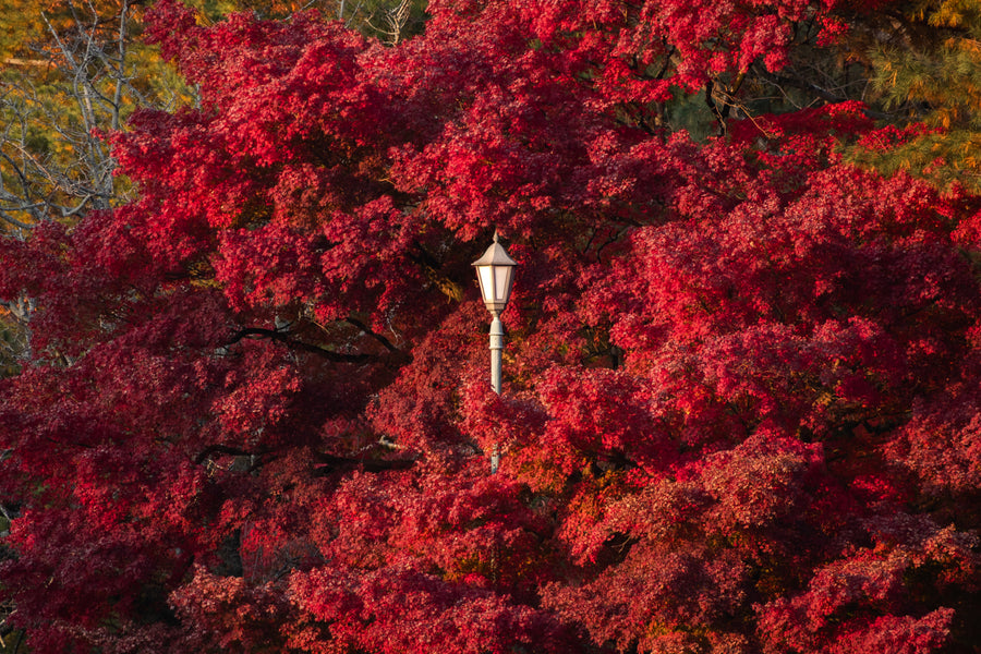 Autumn Burst