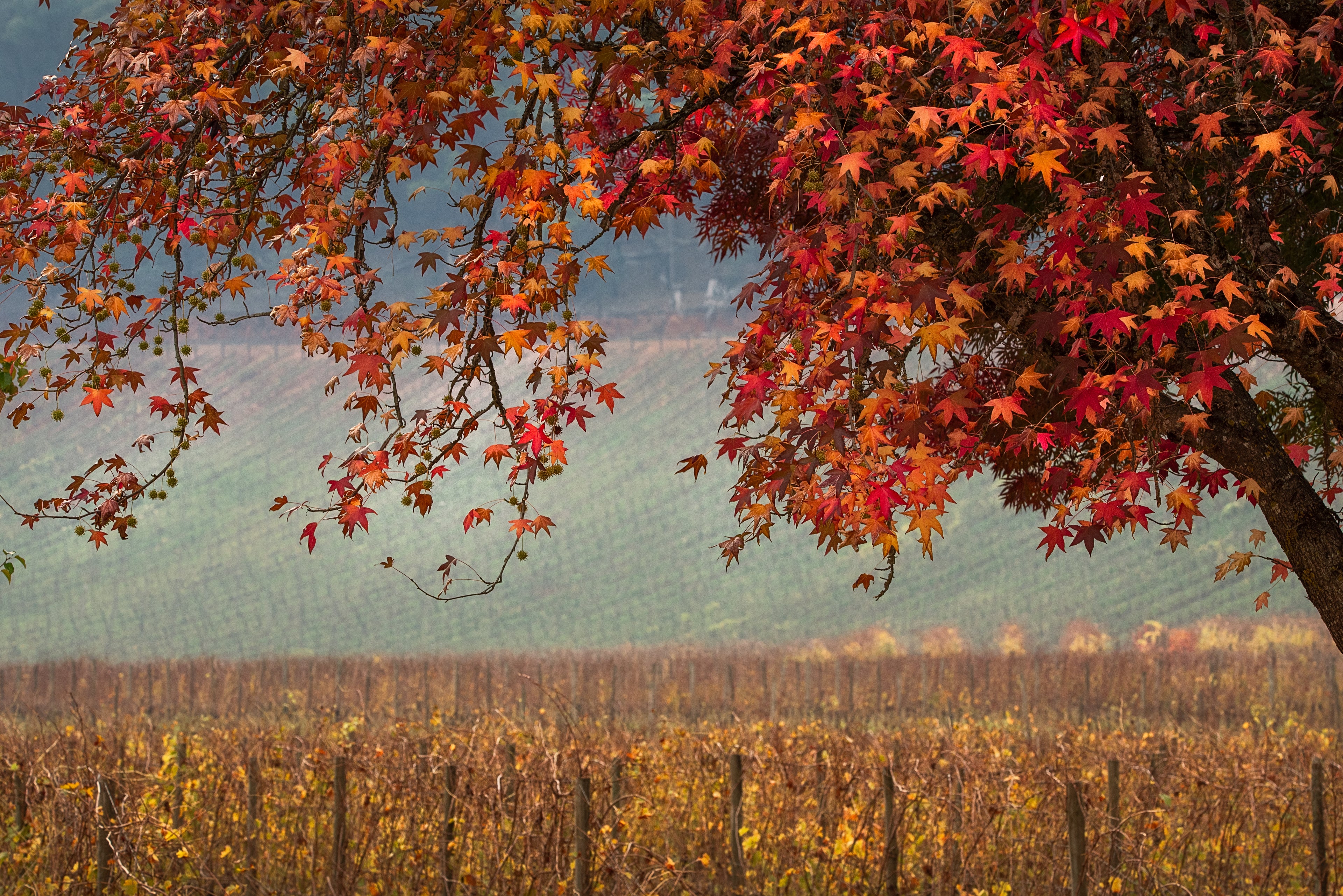 Autumn Vineyard