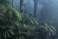 Blue Ferns