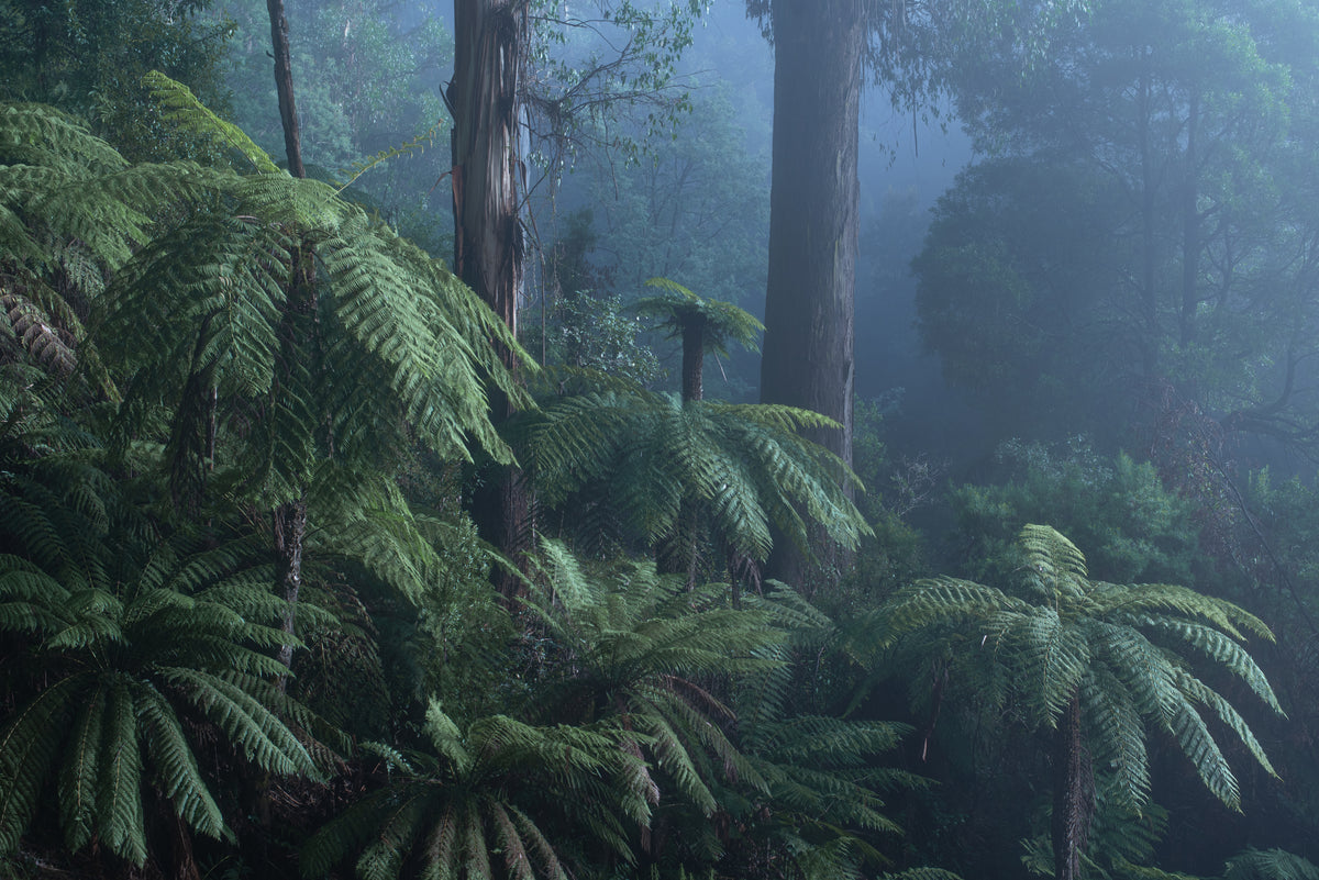 Blue Ferns