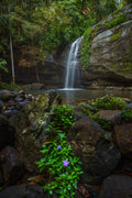 Buderim Falls