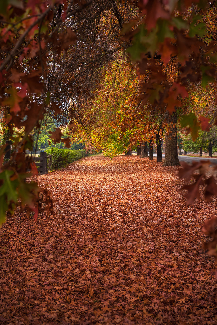 Falling Leaves