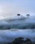 First Light