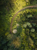 Forest Tracks