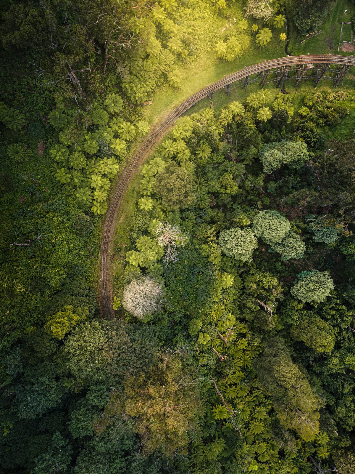 Forest Tracks