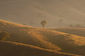 Golden Ridges