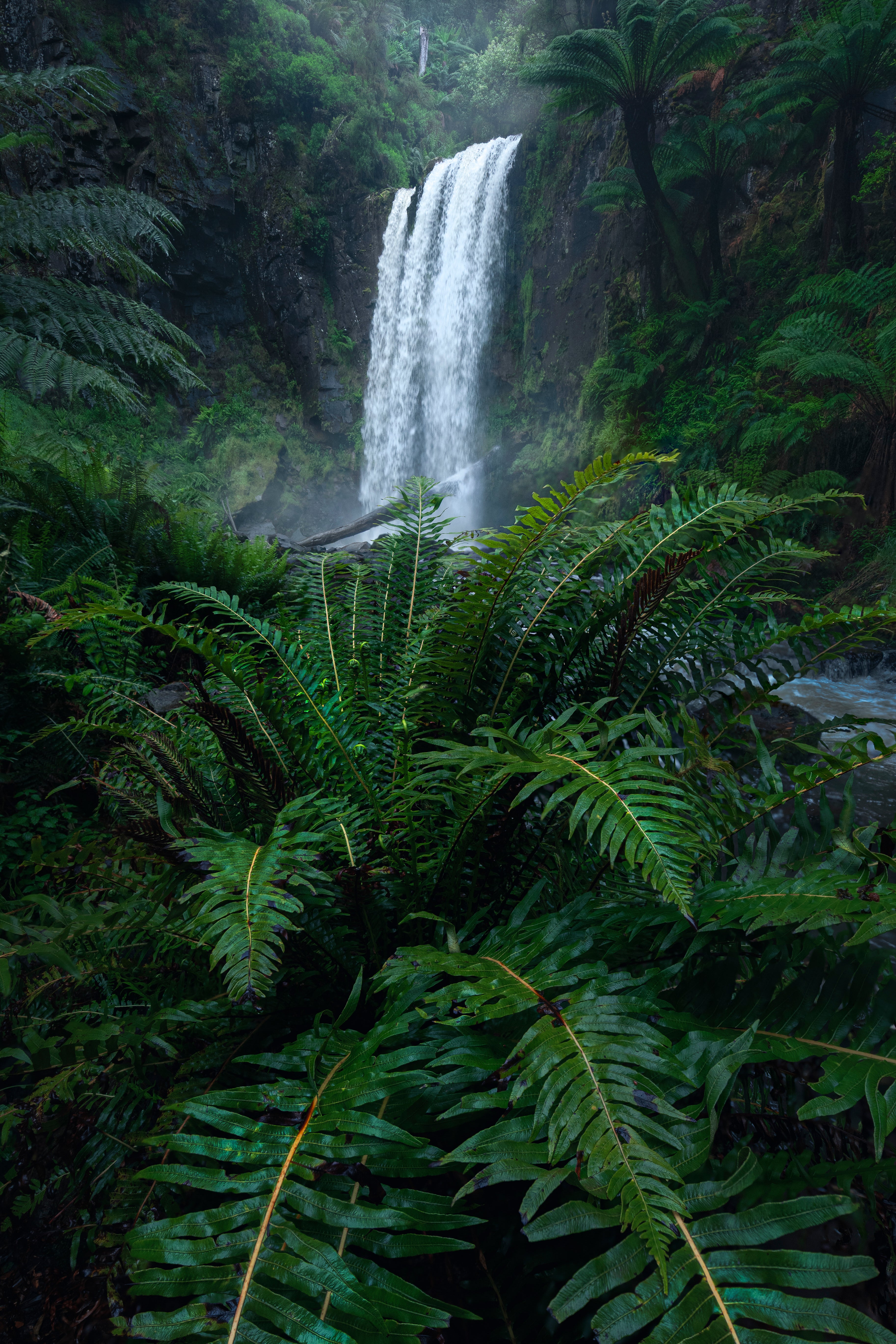Hopetoun Ferns