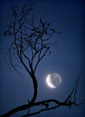 Moon Gums