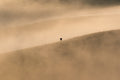 Morning Flight
