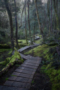 Mossy Trails