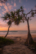 Noosa Nights