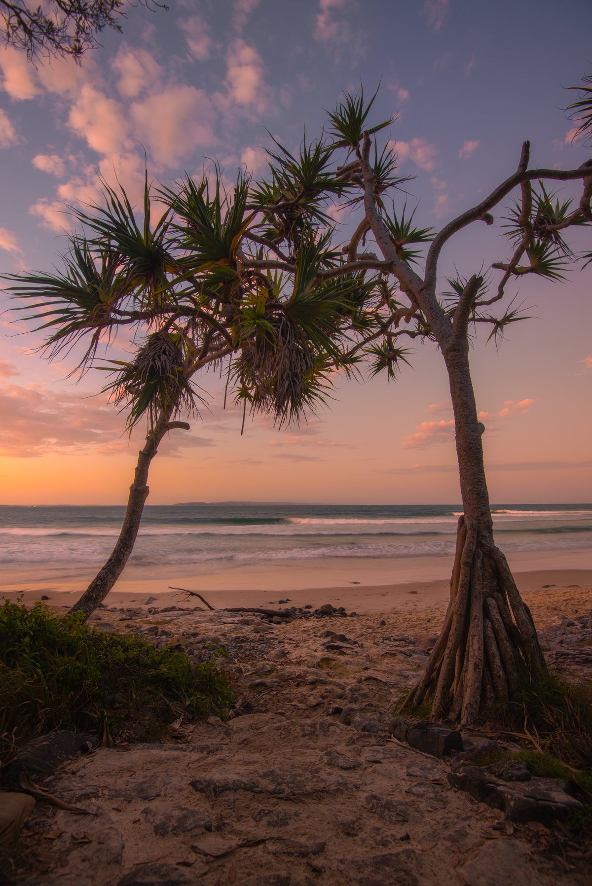 Noosa Nights