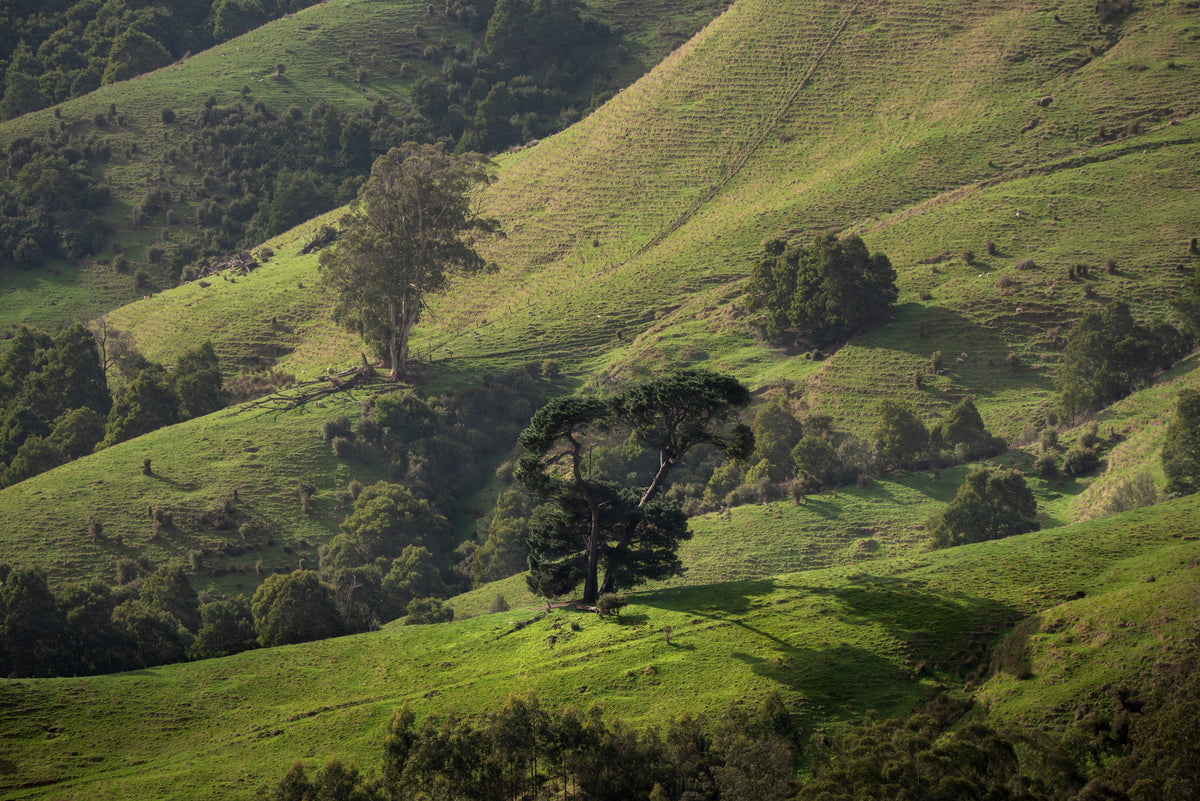Otway Oaks