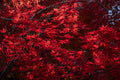 Red Maples
