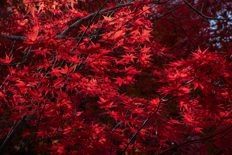 Red Maples