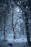 Snow on The Beech