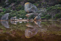Whale Rock