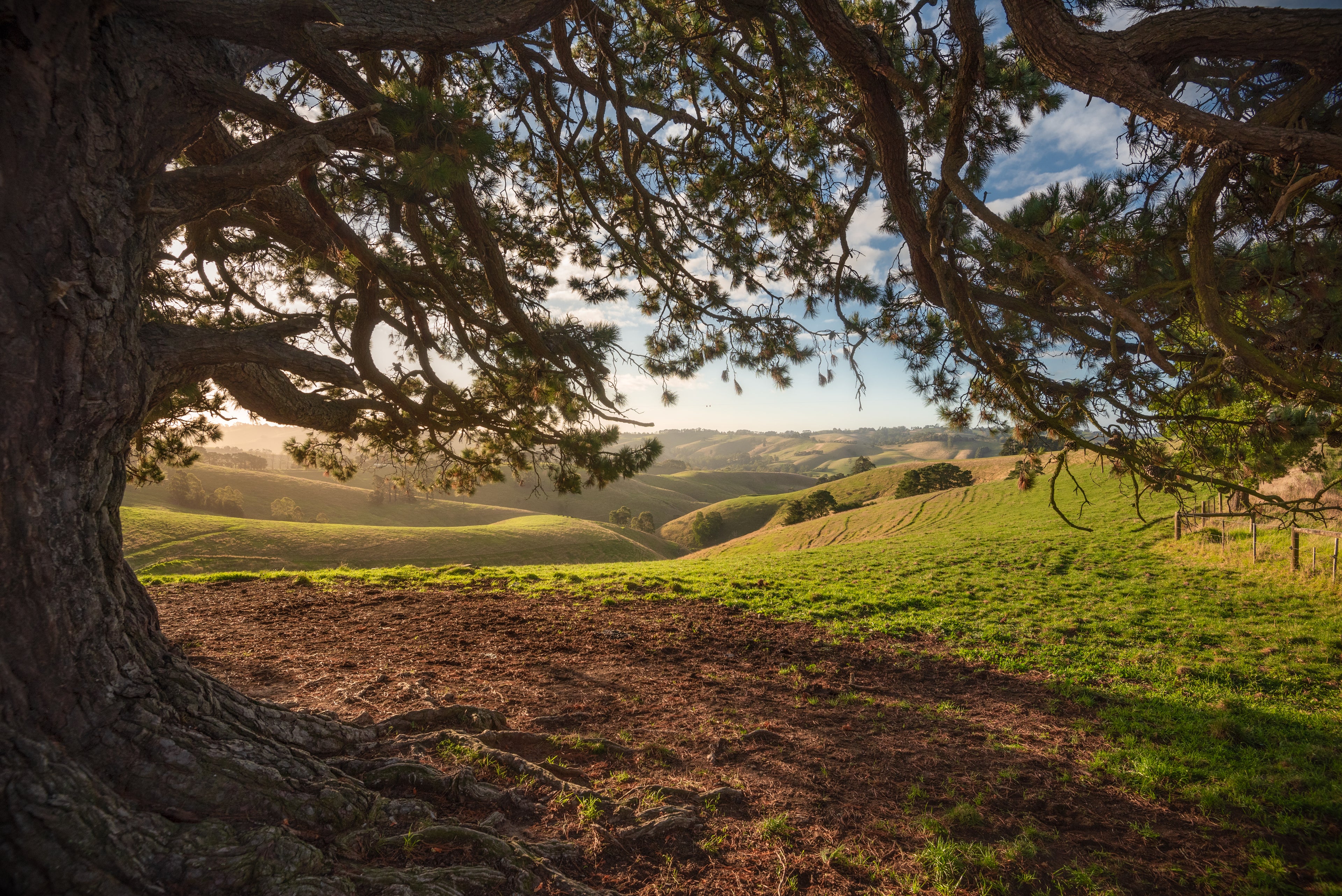 Yellow Fields (Landscape)