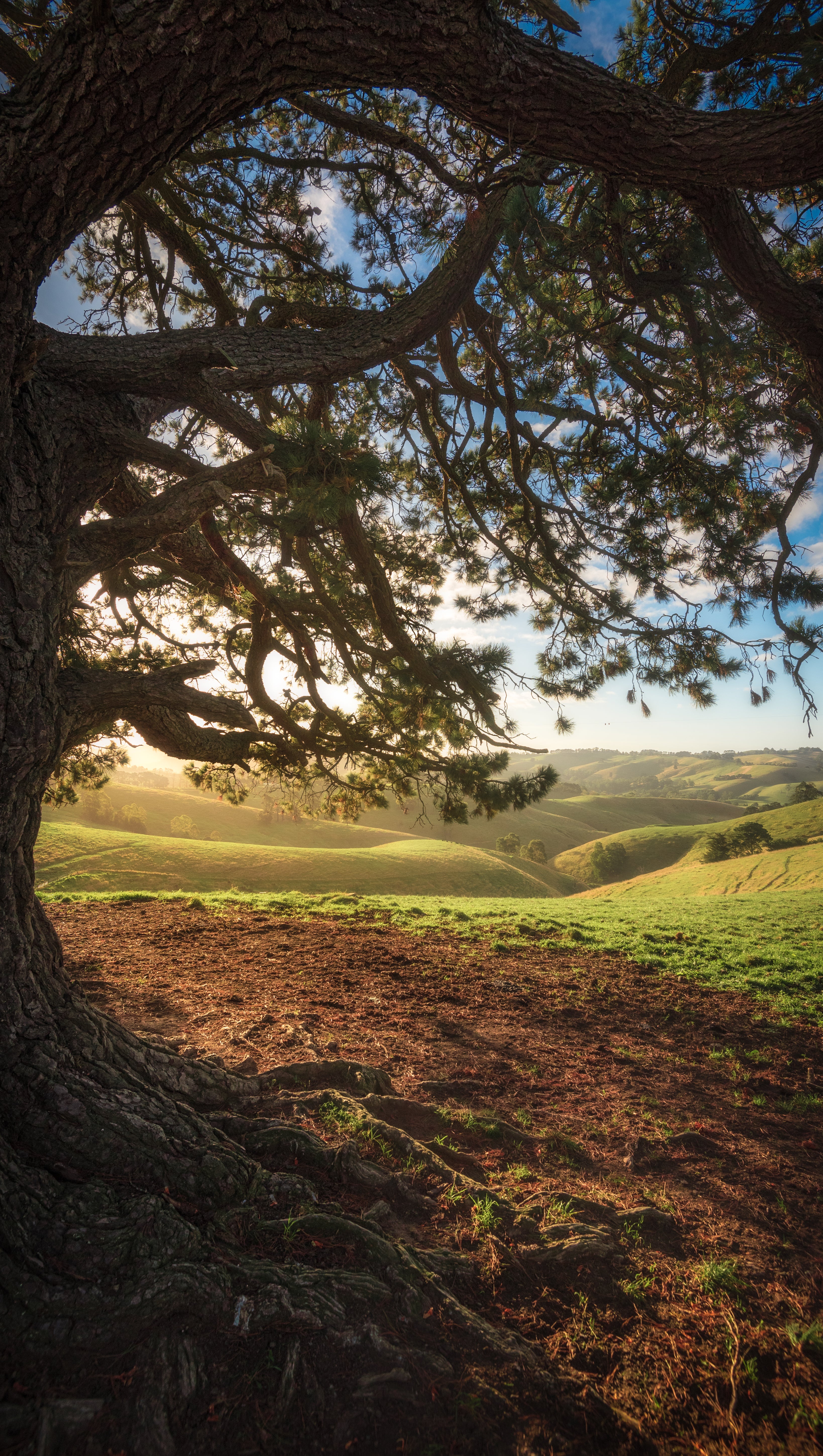 Yellow Fields (Portrait)
